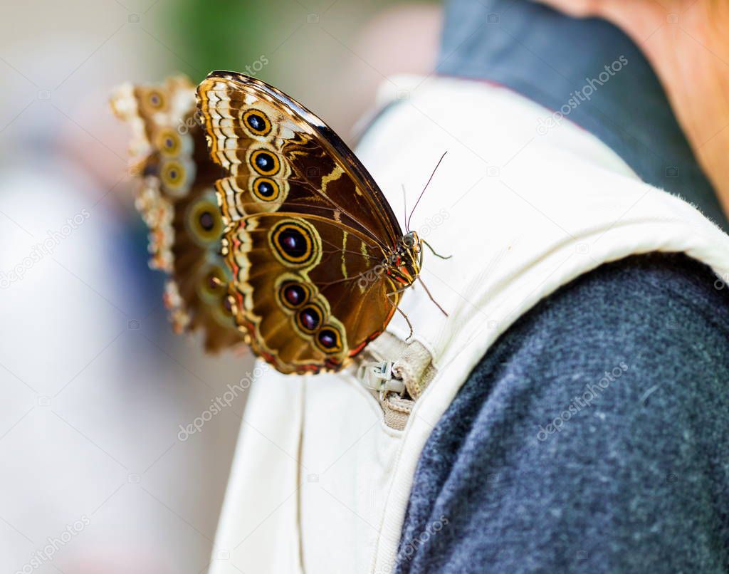Blue Morpho Butterfly.
