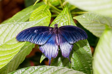 Lowi Kırlangıç Kelebeği olarak da bilinir. Büyük Mormon Kelebeği olarak da bilinir. Farklı morf mavisi..
