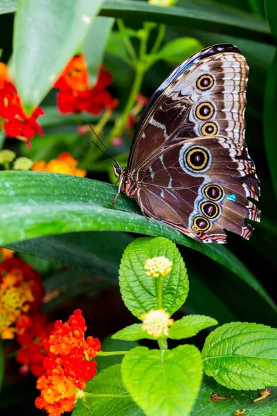 蓝蝶休息 在这里你可以看到圆环或眼睛有时混淆它与猫头鹰蝴蝶的外翼的模式 — 图库照片