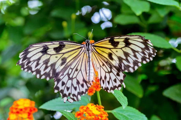 Bahçedeki Kelebek Doğa — Stok fotoğraf
