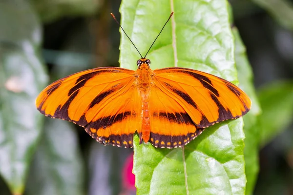 Papillon Orange Rayé Perché Sur Une Feuille Verte — Photo