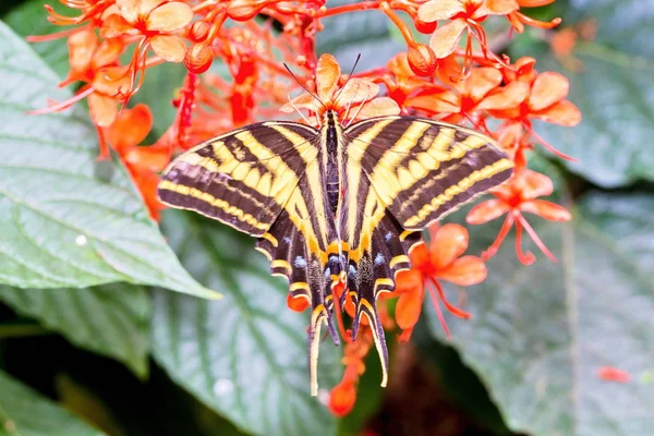 Tigre Oriental Permite Que Mariposa Cola Descanse Sobre Fondo Flores — Foto de Stock