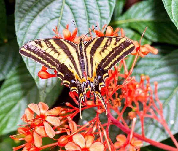 Porte Queue Tigre Est Repose Sur Fond Fleurs Sauvages Orangées — Photo