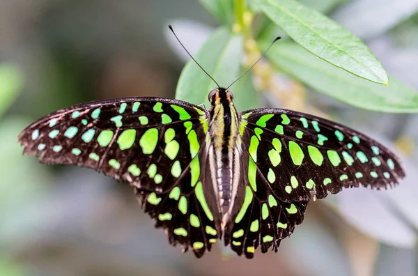 Ουρά Jay Butterfly Στηρίζεται Ένα Άγριο Λουλούδι — Φωτογραφία Αρχείου
