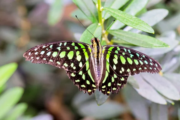 Jay Butterfly Vahşi Bir Çiçeğin Üzerinde Dinlendiğini Gördüm — Stok fotoğraf