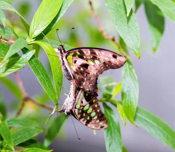 Twee Tailed Jay Butterfly Paren Een Wilde Bloem — Stockfoto