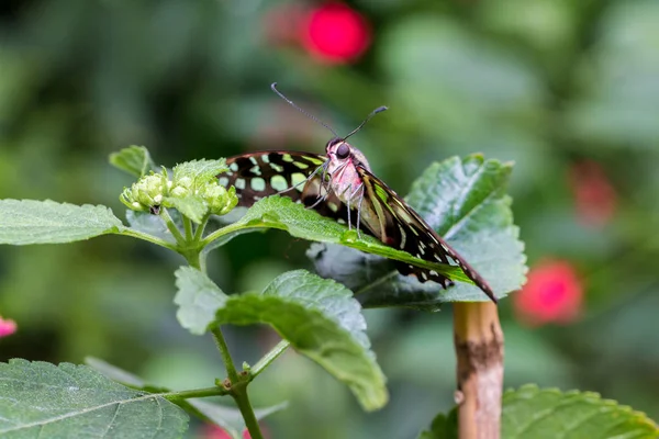 Tailed Jay Butterfly Vilar Vild Blomma — Stockfoto