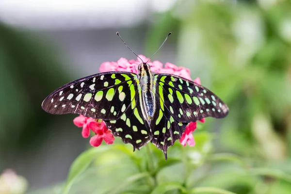 Tailed Jay Butterfly Vilar Rosa Vild Blomma — Stockfoto