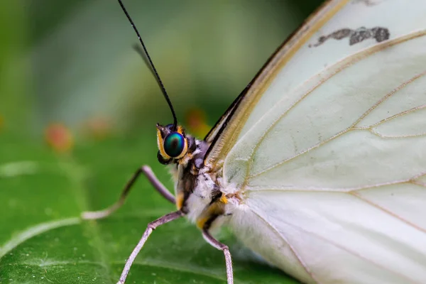 Λευκή Πεταλούδα Morpho Στηρίζεται Κάποια Πράσινη Βλάστηση — Φωτογραφία Αρχείου