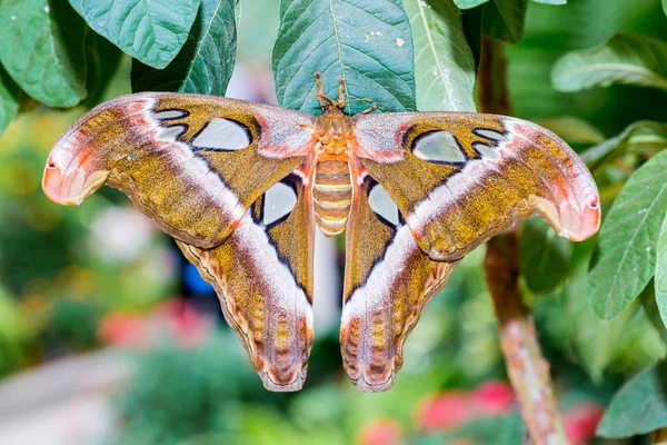 Cobra Atlas Mot Met Volledige Spanwijdte Een Wilde Bloem — Stockfoto