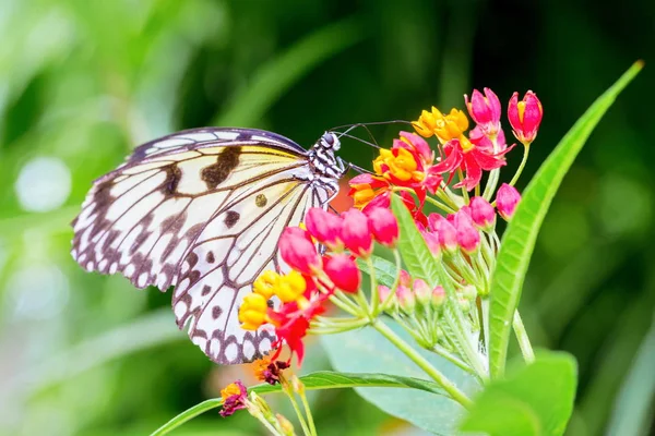 Monarque Papillon Nourrissant Quelques Fleurs Rouges Jaunes — Photo