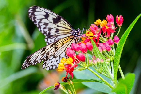 Monark Fjäril Utfodring Från Några Röda Och Gula Blommor — Stockfoto