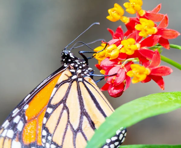 Monarch Butterfly Feeding Some Red Yellow Flowers — Stock Photo, Image