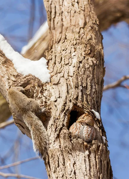 Eastern Grey Squirrel Boreal Forest Late Autumn Quebec Canada — Stock Photo, Image