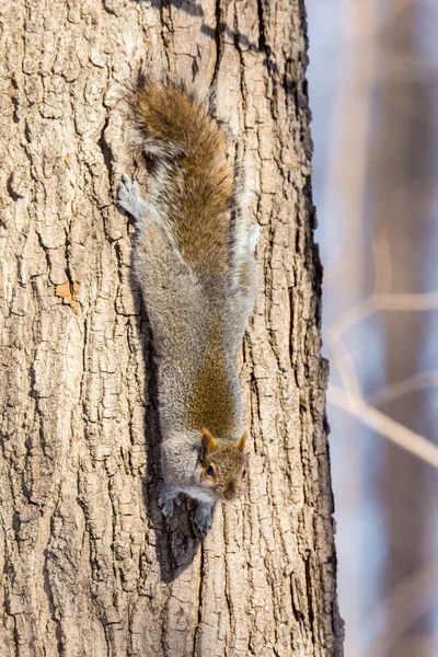 Eastern Grey Squirrel Boreal Forest Late Autumn Quebec Canada — Stock Photo, Image