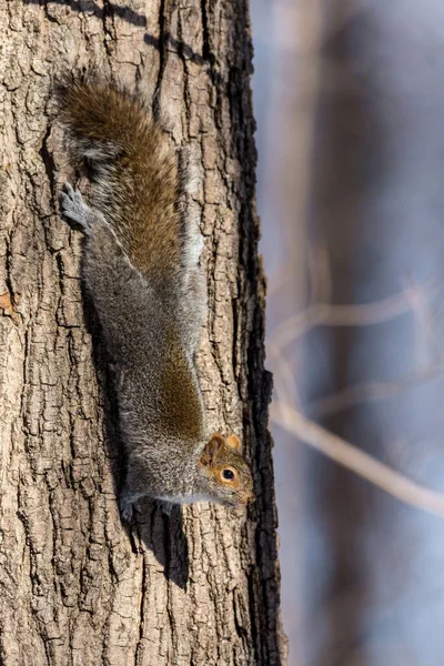 Eastern Grey Squirrel Boreal Forest Late Autumn Quebec Canada — Stock Photo, Image