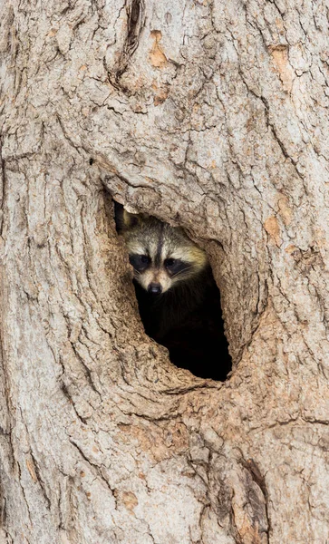 Les Ratons Laveurs Masqués Par Bandit Sont Spectacle Familier Peu — Photo