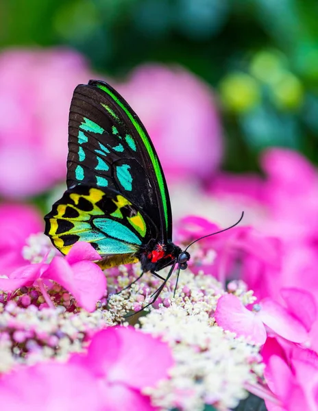 Cairns Borboleta Birdwing Também Chamado Cooktown Borboleta Birdwing Norte Sentado — Fotografia de Stock