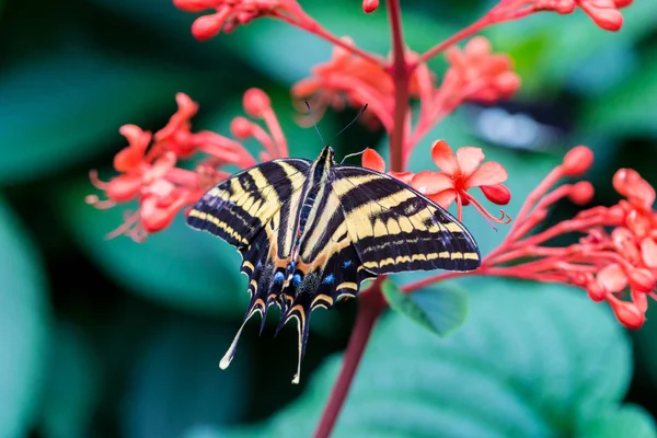 Papillon Sur Fleur Dans Jardin — Photo