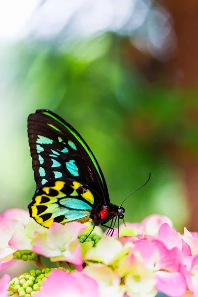 Hermosa Mariposa Una Flor —  Fotos de Stock