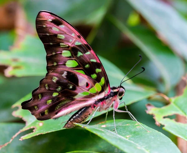 Ουρά Jay Butterfly Στηρίζεται Πράσινο Vegatation — Φωτογραφία Αρχείου