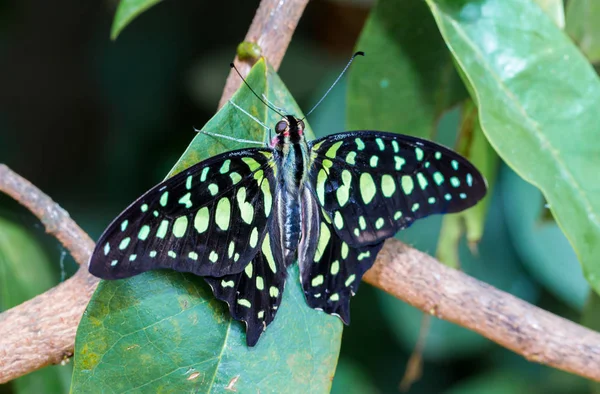 Jay Butterfly Yeşil Vegatürde Dinleniyor — Stok fotoğraf