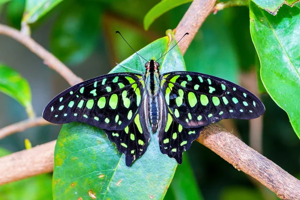 Ουρά Jay Butterfly Στηρίζεται Πράσινο Vegatation — Φωτογραφία Αρχείου