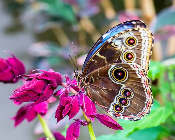 Farfalla Morpho blu . — Foto Stock