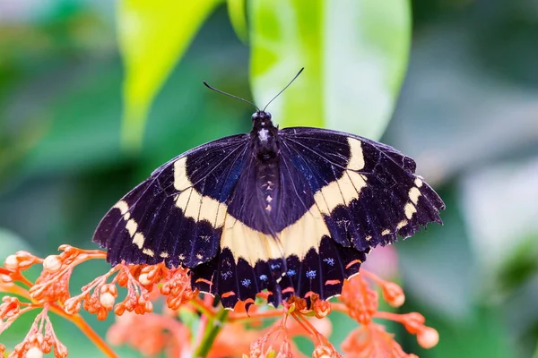 Zwart Crème Swallowtail Vlinder Neergestreken Een Oranje Wilde Bloem — Stockfoto