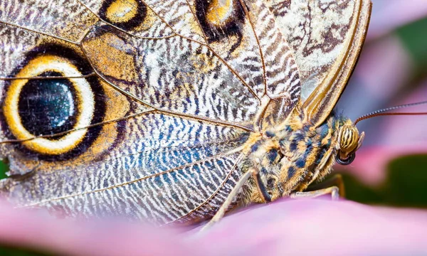 Mariposa morfo azul . — Foto de Stock