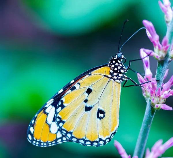 Papillon Monarque Afrique Nourrissant Une Fleur Sauvage Orange — Photo