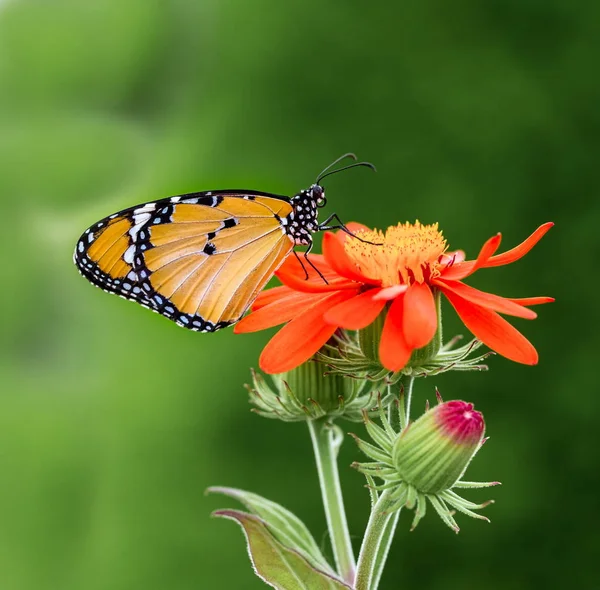 Farfalla Monarca Africana Che Nutre Fiore Selvatico Arancione — Foto Stock