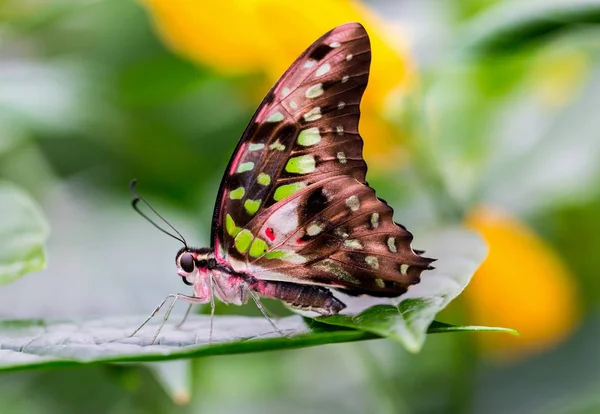 Svansad Jay Butterfly Vilar Grön Vegatation — Stockfoto