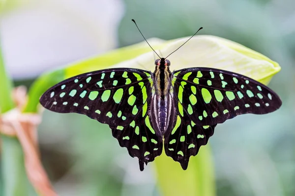 Mariposa Jay Medida Que Descansa Vegatación Verde —  Fotos de Stock