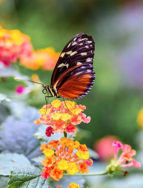 Helicon doré Papillon se nourrissant de fleurs sauvages . — Photo