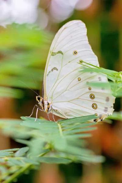 白蝴蝶栖息在一些绿色的植物上 — 图库照片