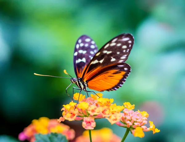 Helicon doré Papillon se nourrissant de fleurs sauvages . — Photo