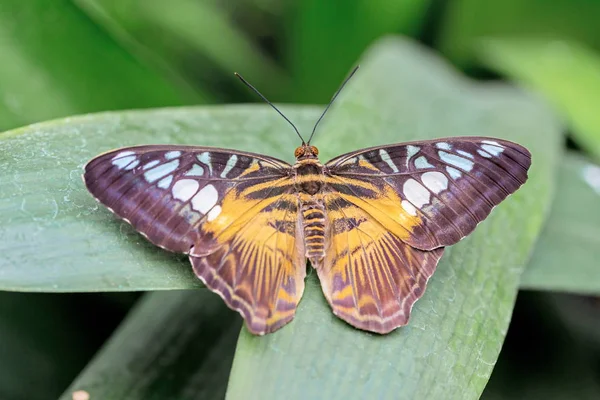 Mariposa Monarca Africana Que Descansa Algunas Flores Silvestres — Foto de Stock