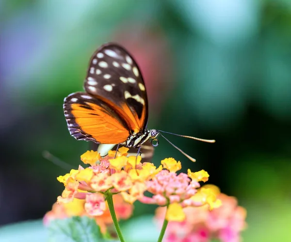 Helicon doré Papillon se nourrissant de fleurs sauvages . — Photo