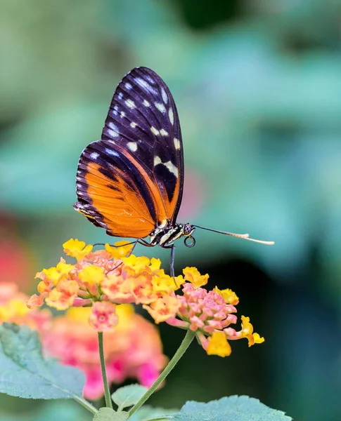 Helicon Doré Papillon Nourrissant Fleurs Sauvages Roses Jaunes — Photo