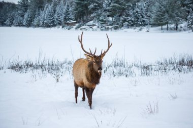 Ormandaki güzel geyik manzarası