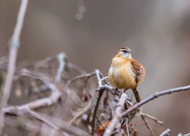 Dallara tüneyen güzel vahşi kuşun yakın çekimi