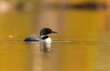 Gölde güzel bir yaban ördeği resmi.