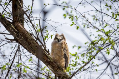 Dallara tüneyen güzel vahşi kuşun yakın çekimi