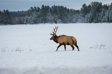 Ormandaki güzel geyik manzarası