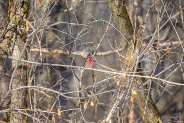 Dallara tüneyen güzel vahşi kuşun yakın çekimi