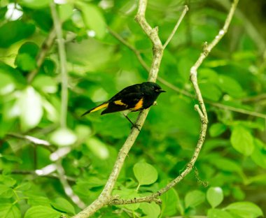 Dallara tüneyen güzel vahşi kuşun yakın çekimi