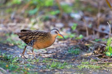 close-up shot of beautiful bird in natural habitat