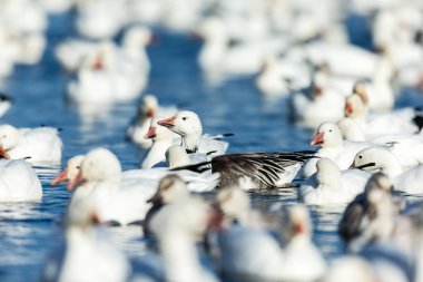 Doğal ortamdaki büyük beyaz kaz sürüsü.