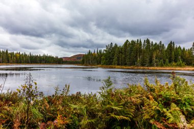arka plan için manzaralı sonbahar ormanı manzarası